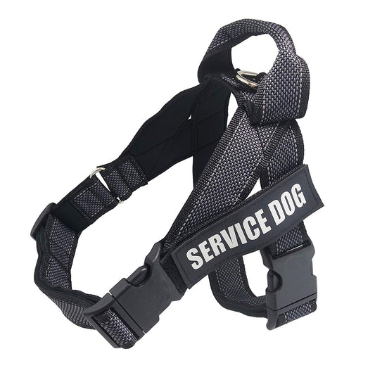 CareHaven adjustable dog harness for comfortable everyday walking, shown in black with padded straps and secure buckle.